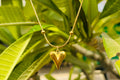 Dented Heart shaped pendent